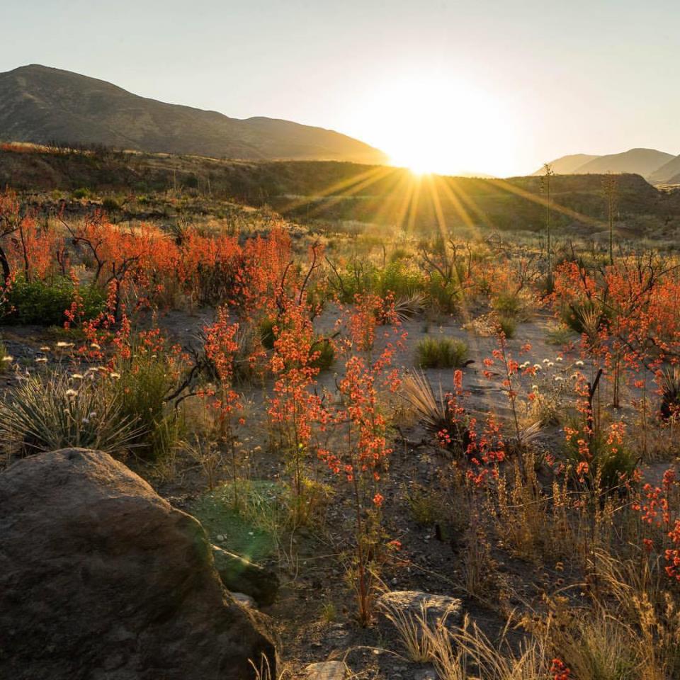 Desert Landscape1