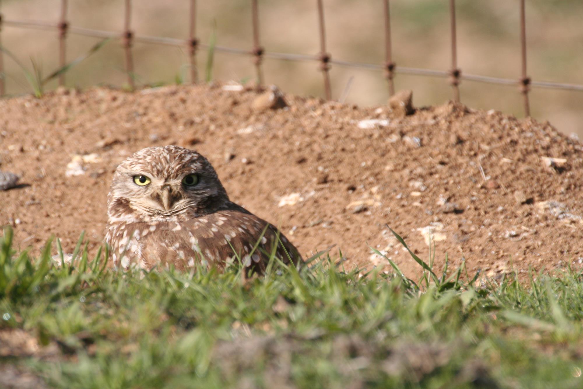 Burrowing Owl 1