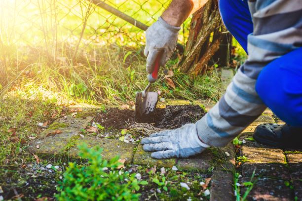 Hand in garden-glove-comp