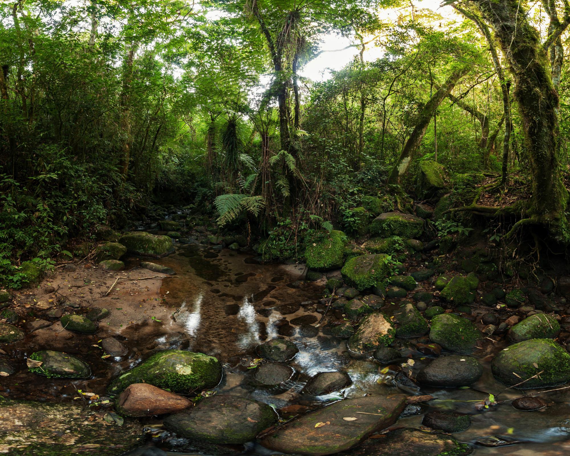 Headwaters Trees River-edit1